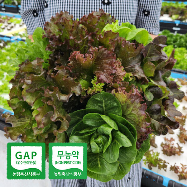 유럽형 샐러드 채소 모음 1kg