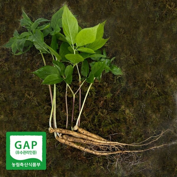 새싹삼1년생(소)50뿌리
