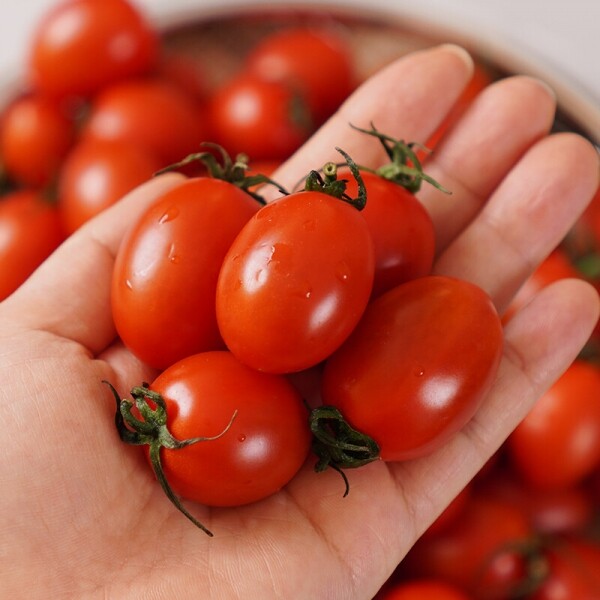 대추방울토마토 3kg