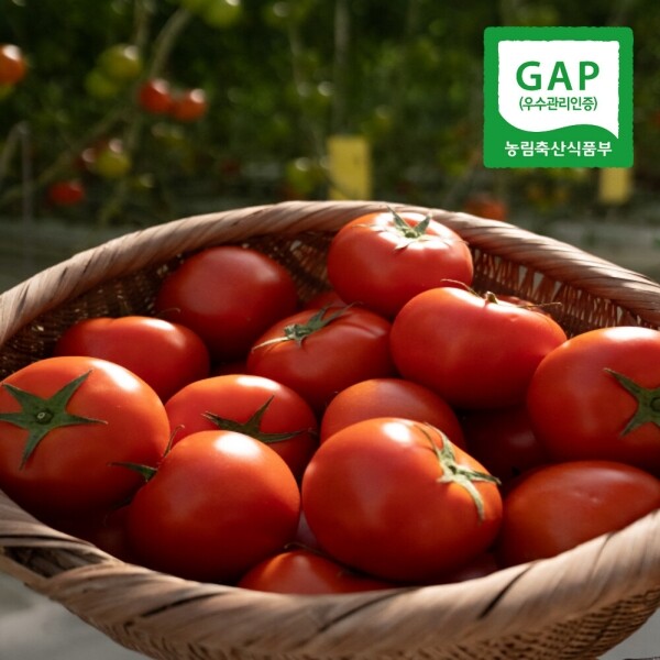 토마토 2.5kg(크기혼합)