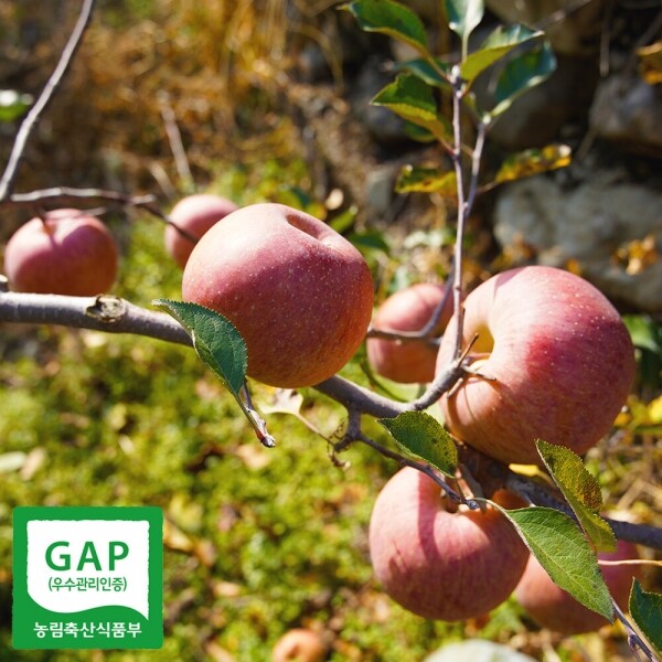 소고농원 사과 10kg(소+중/40과내외)